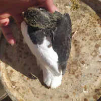 پرنده/کبوتر/شهری