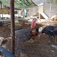 بوقلمون و عروس هلندی