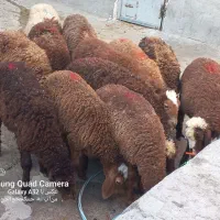 گوسفند ماده