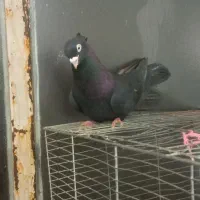 سیاه نر چشم نوک سفید