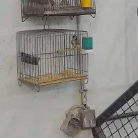 سهره|پرنده|الوند, |دیوار