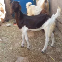 بز ماده گلابی با دو کهره نر و ماده