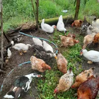 حیوانات|حیوانات مزرعه|چابکسر, |دیوار