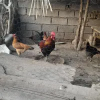 خروس ومرغ محلی