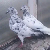 کبوتر  نژاد پاکستانی