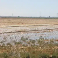 زمین کشاورزی