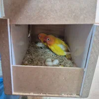 کوتوله و مرغ عشق