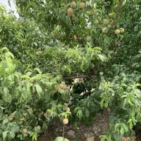 ۵۰۰متر باغ ۷ساله|فروش زمین و ملک کلنگی|رباط‌کریم, رباط‌کریم|دیوار