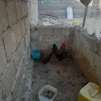 حیوان خانگی