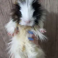 خوکچه هندی|موش و خرگوش|قزوین, |دیوار