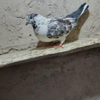 کفتر|پرنده|اصفهان, گرکان|دیوار