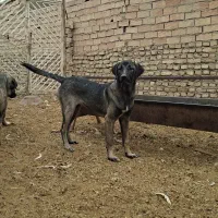 سگ پژدر عراقی نر ماده