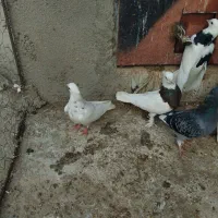 طوقی سیاه|پرنده|گالیکش, |دیوار