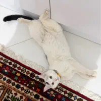 واگذاری گربه خانگی تربیت شده