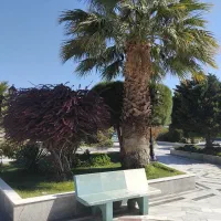 هرس درختهای میوه غیر میوه درختچهای|خدمات باغبانی و درختکاری|گلبهار, شهر جدید گلبهار|دیوار