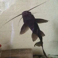 کت خرگوشی یا وارونه