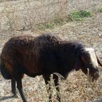 قوچ غزل پرش عالی