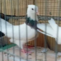 طوقی،تهرانی