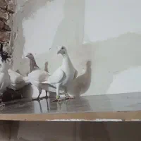 کبوتر|پرنده|تربت جام, میان جام|دیوار