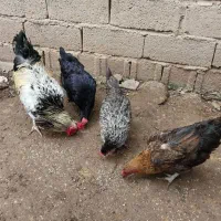 یک خروس دوساله و سه مرغ تخم گذار