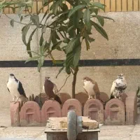 کبوتر کفتر