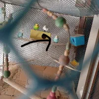 مرغ عشق رینبو رنگ خاص جفت|پرنده|نسیم‌شهر, |دیوار