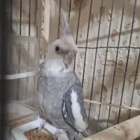 یک جفت عروس هلندی جوان و بالغ|پرنده|تهران, دولاب|دیوار