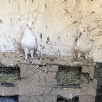 کبوتر|پرنده|ملکشاهی, |دیوار