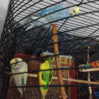 مرغ عشق فروشی|پرنده|سنگر, |دیوار