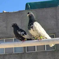 یک جفت کله سینه