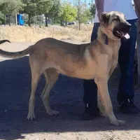 توله سرابی خالس|سگ|شاهرود (اردبیل), |دیوار