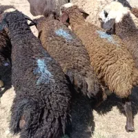 بره وزن ۲۵ کیلو شیرمست ، (راهی ،دشتی )