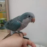 راهب ابی|پرنده|جم, |دیوار