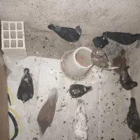 معاوضه با عروس ، هلندی ، طوقی، مرغ عشق ،کبوتر|پرنده|دوگنبدان, |دیوار