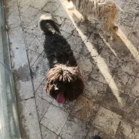 سگ پاکوتاه شیتزو