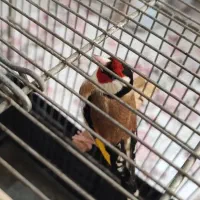 سهره نر جوجه دو ساله