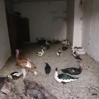 حراج.اردک.خارجی
