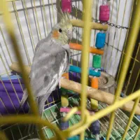 عروس هلندی تازه دونخورو سه تا خاهر برادر کوچیکترش