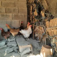 مرغ و خروس محلی در بخش شبانکاره