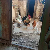خروس بزرگ