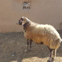 قوچ|حیوانات مزرعه|دهق, |دیوار