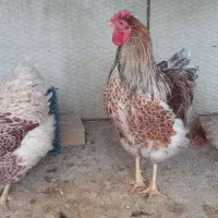 برهماویاندوت تخم مرغ نطفه دار|حیوانات مزرعه|کرمانشاه, |دیوار