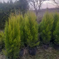 فروش لاوسون|گل و گیاه طبیعی|واجارگاه, |دیوار