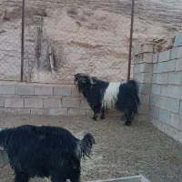 نربز بعده پازن تیشتر|حیوانات مزرعه|مسجد سلیمان, |دیوار