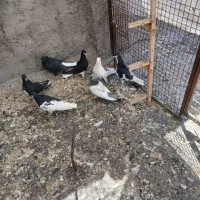 کفتر بهبونی شهری پرشی