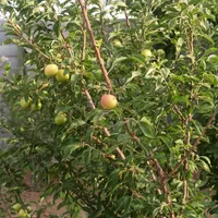 فروش چهار دیواری صحرا انقلاب بعد از انرژی اتمی|فروش زمین و ملک کلنگی|اصفهان, قهاب جنوبی|دیوار