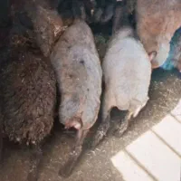 بره نر و ماده