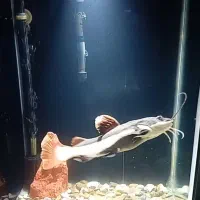 ماهی آکواریومی