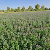 بذر یونجه گرمسیری اصلی