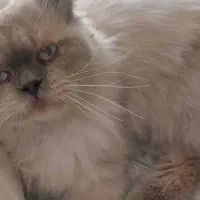 گربه هیمالین